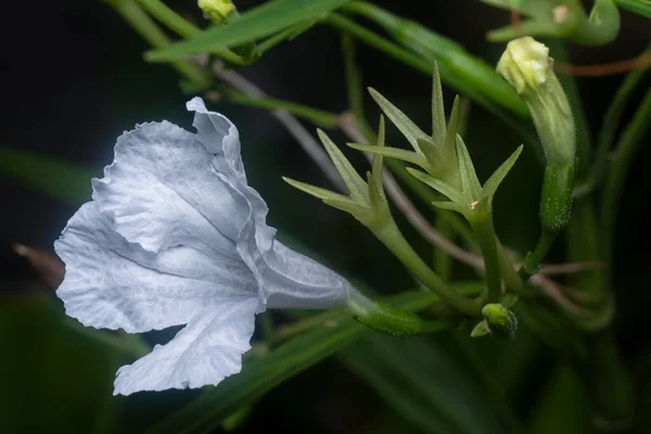Nahaufnahme Der Weißen Blüte Ruellia Simplex — Stockfoto