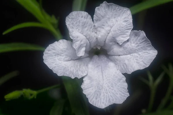 Zblízka Záběr Bílou Jednobarevnou Květinu Ruellia — Stock fotografie