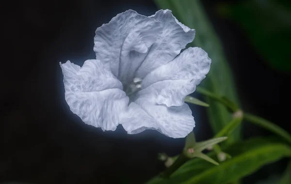 Plan Rapproché Fleur Blanche Ruellia Simplex — Photo