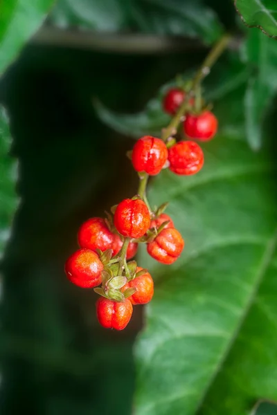 Φυτό Κόκκινο Rivina Humilis Coralberry — Φωτογραφία Αρχείου