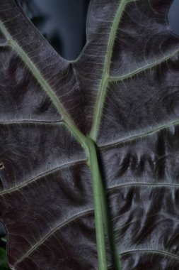 Kaladyum bicolor yaprağının yakın çekim dokusu