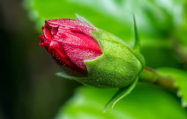 Austrieb Des Roten Hibiscus Rosa Sinensis — Stockfoto
