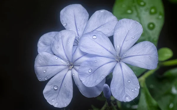 Krásná Modrá Plumbaginacease Auriculata Okvětní Lístky Květiny — Stock fotografie