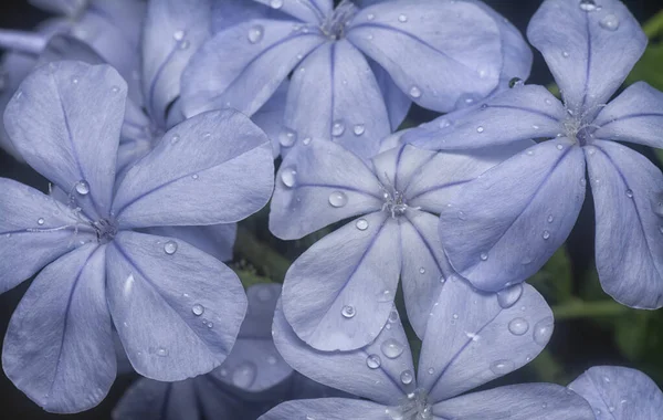 Krásná Modrá Plumbaginacease Auriculata Okvětní Lístky Květiny — Stock fotografie