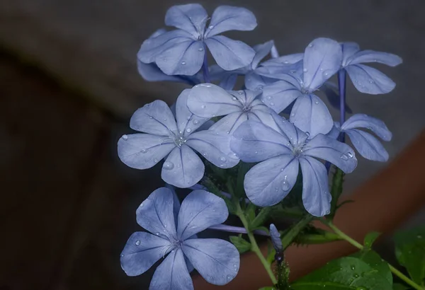 Krásná Modrá Plumbaginacease Auriculata Okvětní Lístky Květiny — Stock fotografie