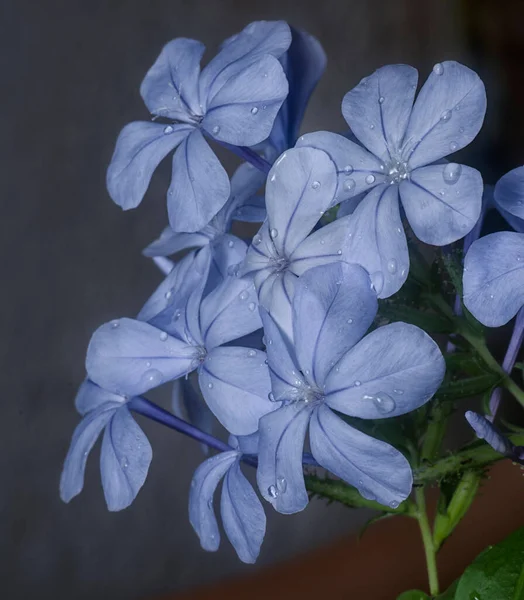 Krásná Modrá Plumbaginacease Auriculata Okvětní Lístky Květiny — Stock fotografie