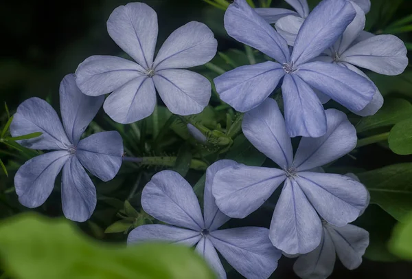 Mooie Blauwe Plumbaginacease Auriculata Bloemblaadjes — Stockfoto