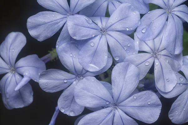 Mooie Blauwe Plumbaginacease Auriculata Bloemblaadjes — Stockfoto