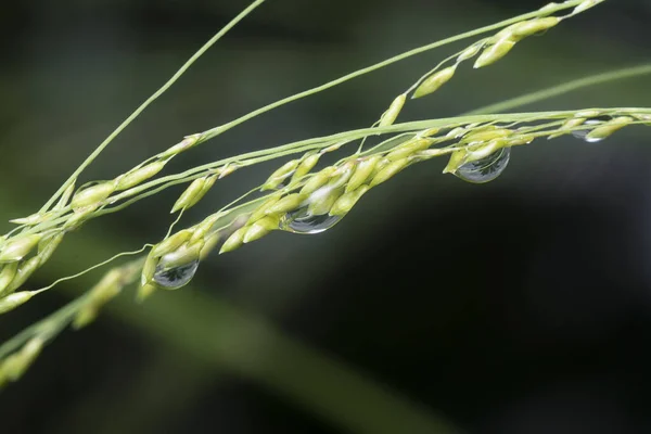 Gotas Água Folhagem Verde Selvagem — Fotografia de Stock