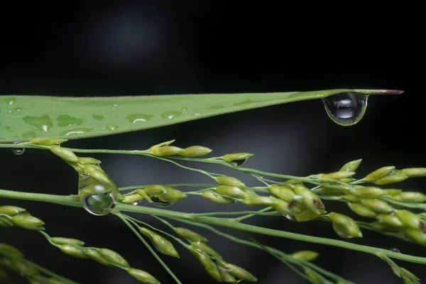 Gotas Água Folhagem Verde Selvagem — Fotografia de Stock