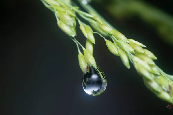 Gotas Água Folhagem Verde Selvagem — Fotografia de Stock