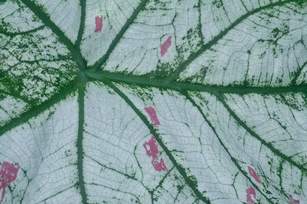 Крупный План Текстуры Биколорного Листа Каладия — стоковое фото