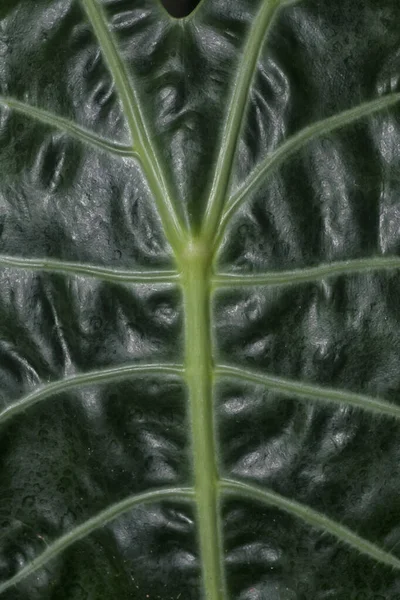 Detailní Textura Listů Caladium Bicolor — Stock fotografie