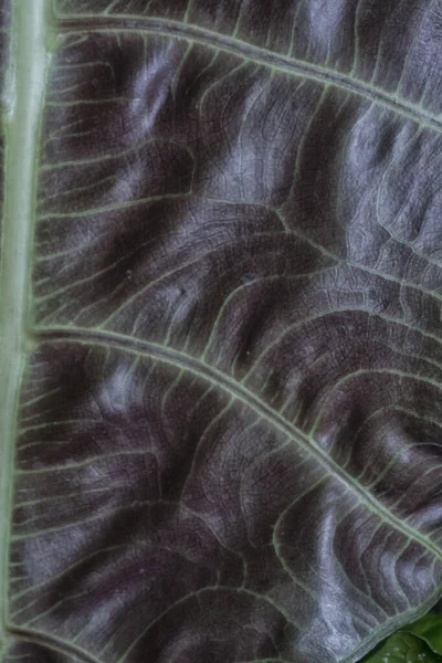 Крупный План Текстуры Биколорного Листа Каладия — стоковое фото