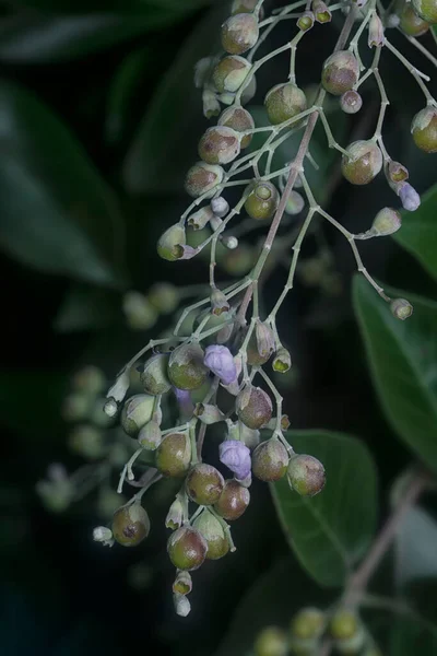 Buddleja Asiatica Delikatna Roślina Liściasta — Zdjęcie stockowe