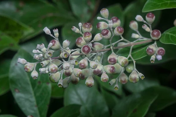 Buddleja Asijica Křehký Listnatý Keř Rostlina — Stock fotografie