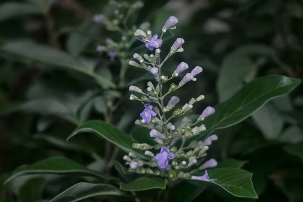 Buddleja Asiatica Planta Tierna Los Arbustos Hoja Caduca — Foto de Stock