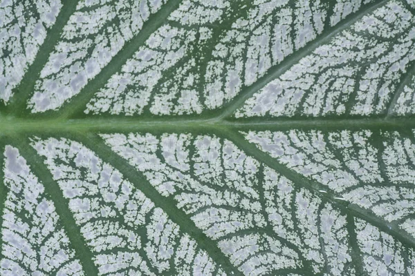 Detailní Textura Listů Caladium Bicolor — Stock fotografie