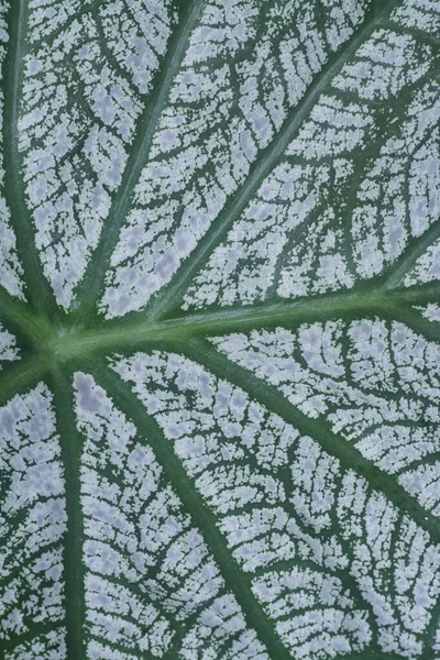 Closeup Texture Caladium Bicolor Leaf — Stock Photo, Image