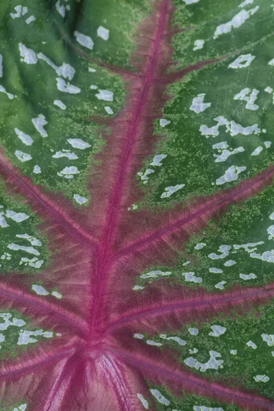 카디움 솔잎을 응고시키는 — 스톡 사진
