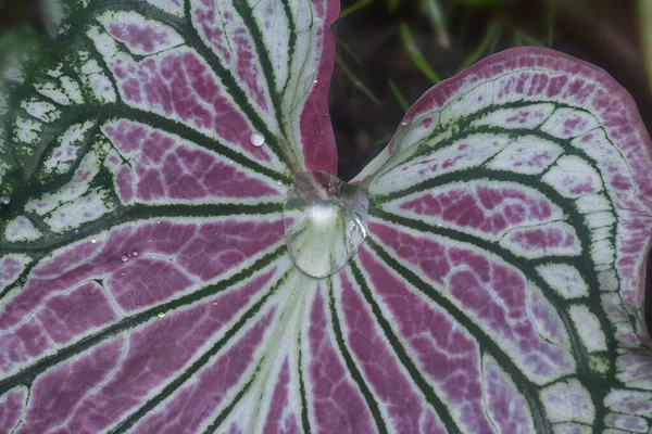 Close Textuur Van Het Caladium Bicolor Blad — Stockfoto