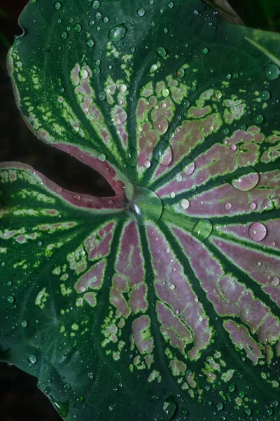 카디움 솔잎을 응고시키는 — 스톡 사진
