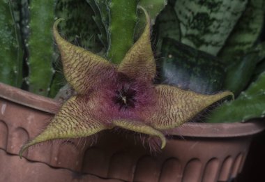 Stapella sulu çiçeğinin yakın çekimi..