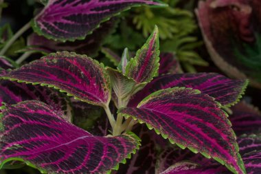 Coleus Scutellarioides renkli yapraklarıyla yakın çekim.
