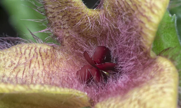 Closeup Shot Stapella Succulent Flower — Stock Photo, Image