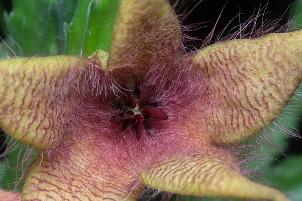 Closeup Shot Stapella Succulent Flower — Stock Photo, Image