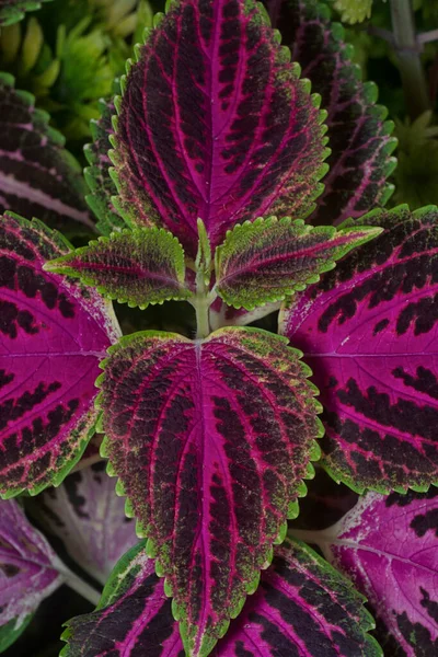 Close Met Coleus Scutellarioides Kleurrijke Bladeren — Stockfoto