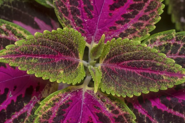 Close Met Coleus Scutellarioides Kleurrijke Bladeren — Stockfoto