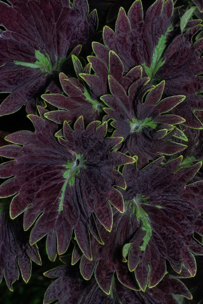 Coleus Scutellarioides Renkli Yapraklarıyla Yakın Çekim — Stok fotoğraf