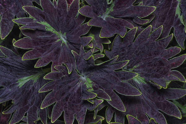 closeup with the Coleus scutellarioides colorful leaves.