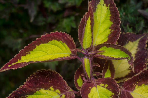 closeup with the Coleus scutellarioides colorful leaves.