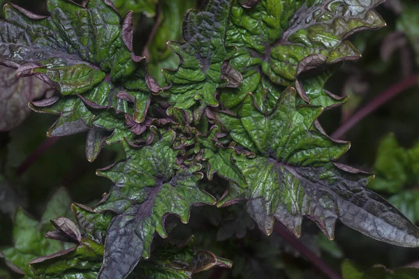 Close Met Coleus Scutellarioides Kleurrijke Bladeren — Stockfoto