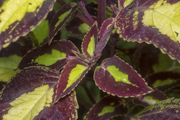 Närbild Med Coleus Scutellarioides Färgglada Blad — Stockfoto