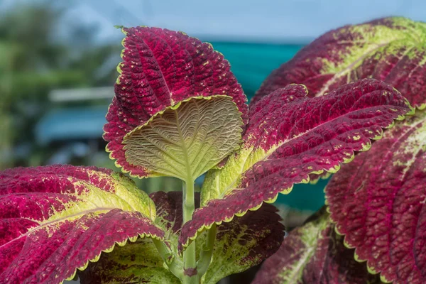 Közelkép Coleus Scutellarioides Színes Levelek — Stock Fotó