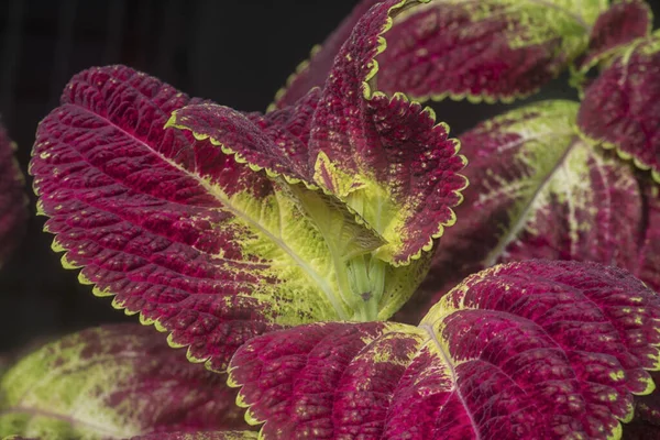 Close Met Coleus Scutellarioides Kleurrijke Bladeren — Stockfoto