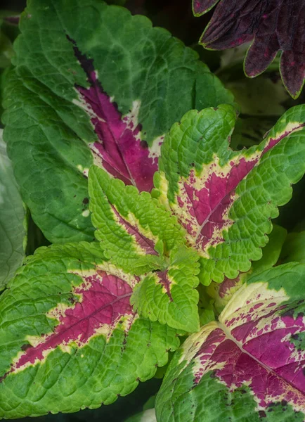 Close Met Coleus Scutellarioides Kleurrijke Bladeren — Stockfoto