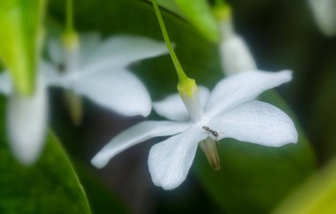 Sarı çılgın karınca Bileklik Dindar çiçeğinin üzerinde