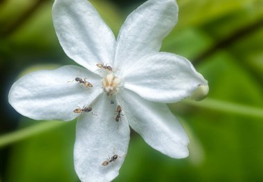 Sarı çılgın karınca Bileklik Dindar çiçeğinin üzerinde