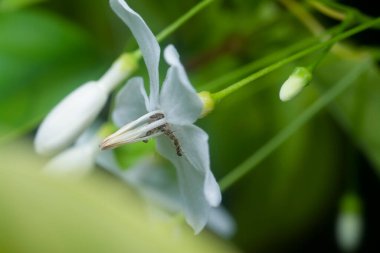 Sarı çılgın karınca Bileklik Dindar çiçeğinin üzerinde