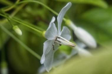 Sarı çılgın karınca Bileklik Dindar çiçeğinin üzerinde