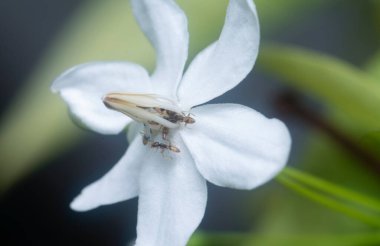 Sarı çılgın karınca Bileklik Dindar çiçeğinin üzerinde