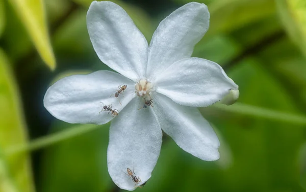 Yellow Crazy Ant Wrightia Religiosa Flower — Fotografia de Stock