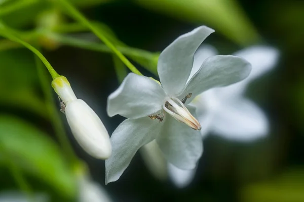 Yellow Crazy Ant Wrightia Religiosa Flower — Fotografia de Stock