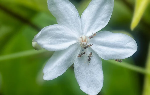 黄色のクレイジーアリの花です — ストック写真