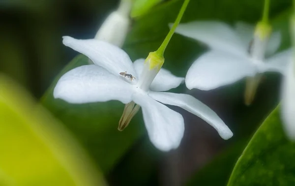 Yellow Crazy Ant Wrightia Religiosa Flower — Fotografia de Stock