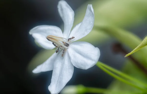 黄色のクレイジーアリの花です — ストック写真